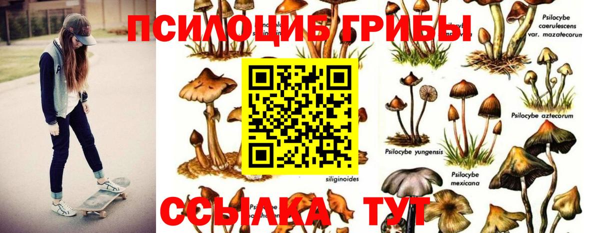 Псилоцибиновые грибы прущие грибы  Вход с VPN  Псилоцибиновые грибы прущие грибы  Касимов 